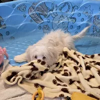 Josh, a male Havanese for sale in Millmont, PA – Photo 4 of 6