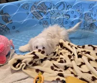 Josh, a male Havanese for sale in Millmont, PA – Photo 4 of 6