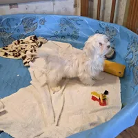 Josh, a male Havanese for sale in Millmont, PA – Photo 6 of 6