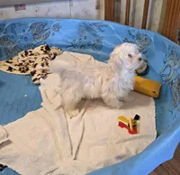 Josh, a male Havanese for sale in Millmont, PA – Photo 6 of 6