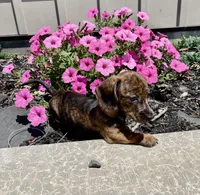 Fern, a female Miniature Dachshund for sale in Millmont, PA – 3 of 5