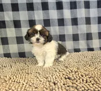 Andy, a male Shih Tzu for sale in Millmont, PA – 4 of 5