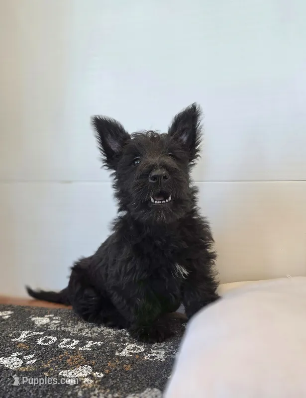 Morris – Scottish Terrier puppy for sale in Millmont, PA