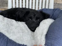 Wanda, a female Scottish Terrier for sale in Millmont, PA – 6 of 9