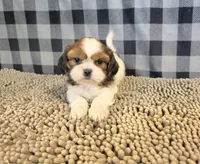 Shih Tzu, a male Shih Tzu for sale in Millmont, PA – 4 of 5