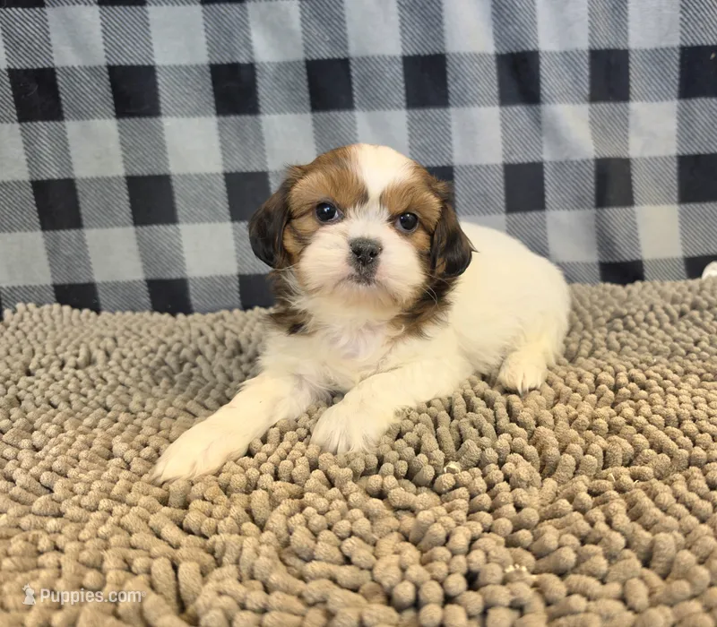 Shih Tzu – Shih Tzu puppy for sale in Millmont, PA