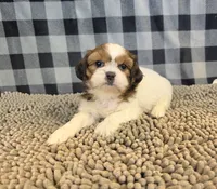 Shih Tzu, a male Shih Tzu for sale in Millmont, PA – 1 of 5