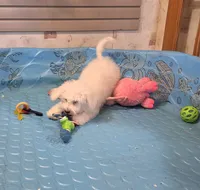 Belle, a female Bichon Frise for sale in Millmont, PA – 3 of 5