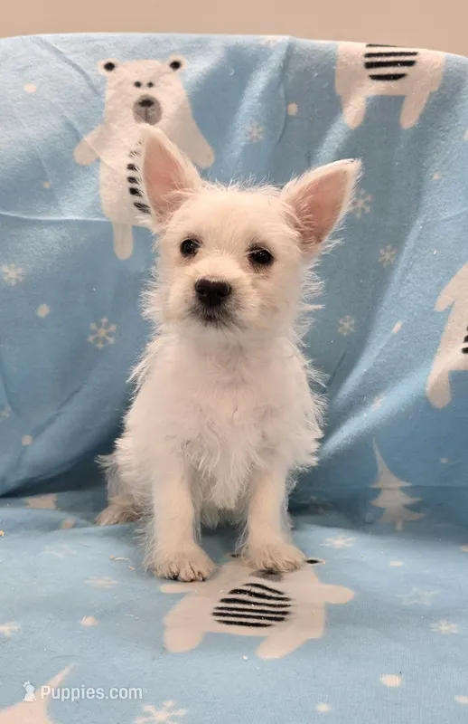 Lou – West Highland White Terrier puppy for sale in Millmont, PA
