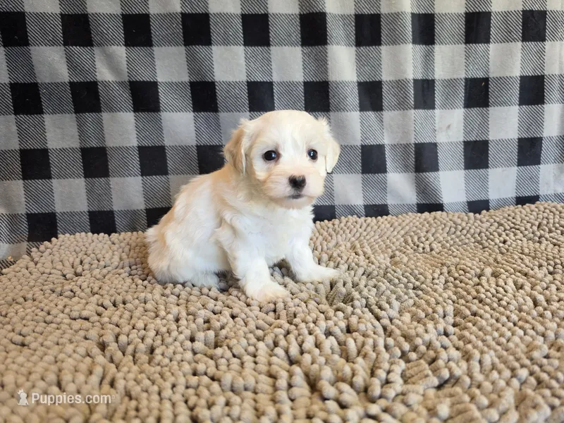 Stella – Bichon Frise, Coton de Tulear puppy for sale in Millmont, PA