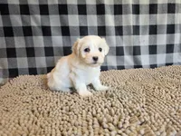 Stella, a female Bichon Frise and Coton de Tulear for sale in Millmont, PA – 1 of 6