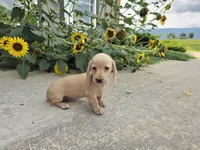 Harper, a male Miniature Dachshund for sale in Millmont, PA – 4 of 10