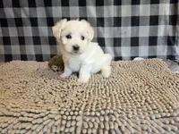 Susie, a female Bichon Frise and Coton de Tulear for sale in Millmont, PA – 6 of 6