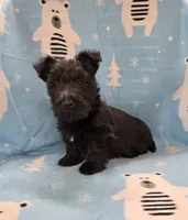 Morris, a male Scottish Terrier for sale in Millmont, PA – 5 of 8