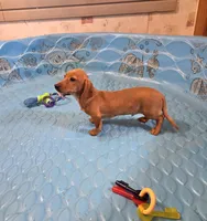 Boyd, a male Miniature Dachshund for sale in Millmont, PA – 6 of 10