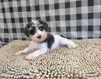 Sidney, a male Miniature Schnauzer for sale in Millmont, PA – 3 of 5