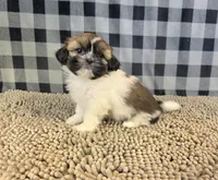 Abby, a female Shih Tzu for sale in Millmont, PA – 5 of 5