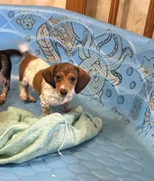 Nellie, a female Miniature Dachshund for sale in Millmont, PA – 6 of 7