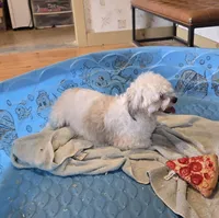 Lester, a male Shichon for sale in Millmont, PA – 3 of 9