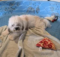 Lester, a male Shichon for sale in Millmont, PA – 5 of 9