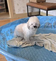 Lester, a male Shichon for sale in Millmont, PA – 4 of 9