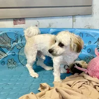 Lester, a male Shichon for sale in Millmont, PA – Photo 3 of 8