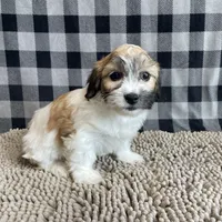 Lester, a male Shichon for sale in Millmont, PA – Photo 7 of 8