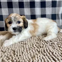 Lester, a male Shichon for sale in Millmont, PA – Photo 8 of 8