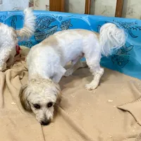 Lester, a male Shichon for sale in Millmont, PA – Photo 2 of 8