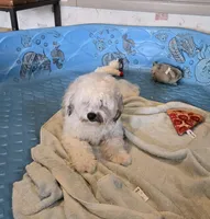 Lester, a male Shichon for sale in Millmont, PA – 2 of 9