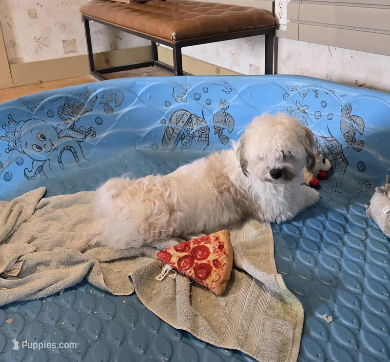 Lester – Shichon puppy for sale in Millmont, PA