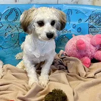 Lester, a male Shichon for sale in Millmont, PA – Photo 5 of 8