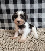 Sophie, a female Miniature Schnauzer for sale in Millmont, PA – Photo 2 of 4