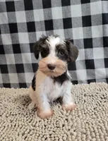 Sophie, a female Miniature Schnauzer for sale in Millmont, PA – Photo 3 of 4