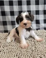 Sophie, a female Miniature Schnauzer for sale in Millmont, PA – Photo 4 of 4