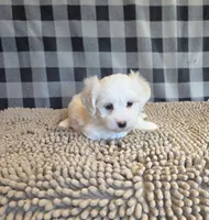 Stuart, a male Bichon Frise and Coton de Tulear for sale in Millmont, PA – 3 of 5