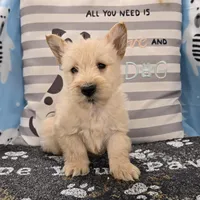 Victor, a male Scottish Terrier for sale in Millmont, PA – Photo 5 of 8