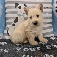 Victor, a male Scottish Terrier for sale in Millmont, PA – Photo 7 of 8