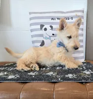 Victor, a male Scottish Terrier for sale in Millmont, PA – Photo 4 of 8