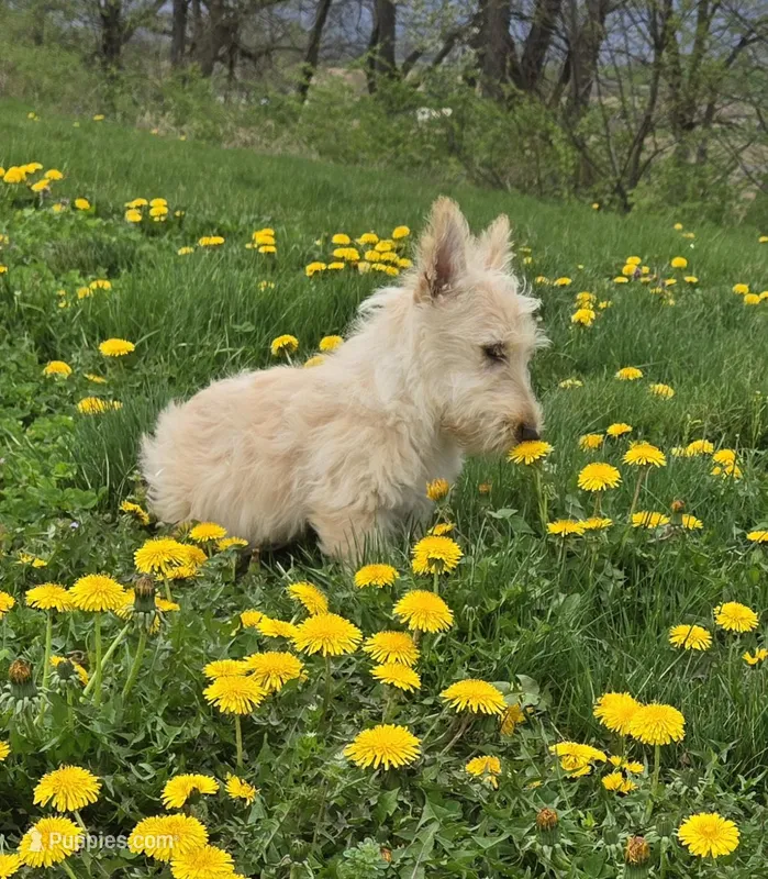 Victor – Scottish Terrier puppy for sale in Millmont, PA