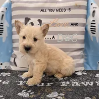 Victor, a male Scottish Terrier for sale in Millmont, PA – Photo 6 of 8