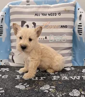 Victor, a male Scottish Terrier for sale in Millmont, PA – Photo 2 of 4