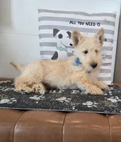 Victor, a male Scottish Terrier for sale in Millmont, PA – Photo 3 of 8