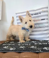 Victor, a male Scottish Terrier for sale in Millmont, PA – Photo 2 of 8