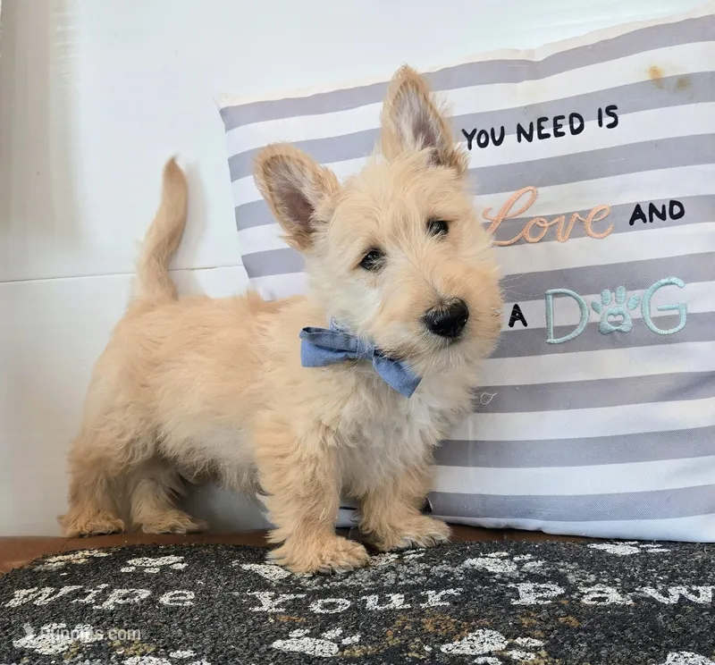 Victor – Scottish Terrier puppy for sale in Millmont, PA
