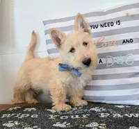 Victor, a male Scottish Terrier for sale in Millmont, PA – Photo 1 of 8