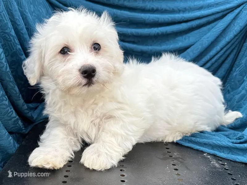 Stan – Bichon Frise, Coton de Tulear puppy for sale in Millmont, PA