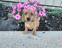 Fritz, a male Miniature Dachshund for sale in Millmont, PA – 3 of 6