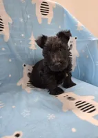 Morris, a male Scottish Terrier for sale in Millmont, PA – 8 of 8