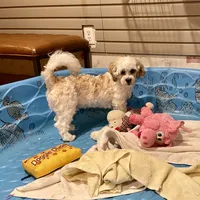 Adam, a male Shichon for sale in Millmont, PA – Photo 4 of 8